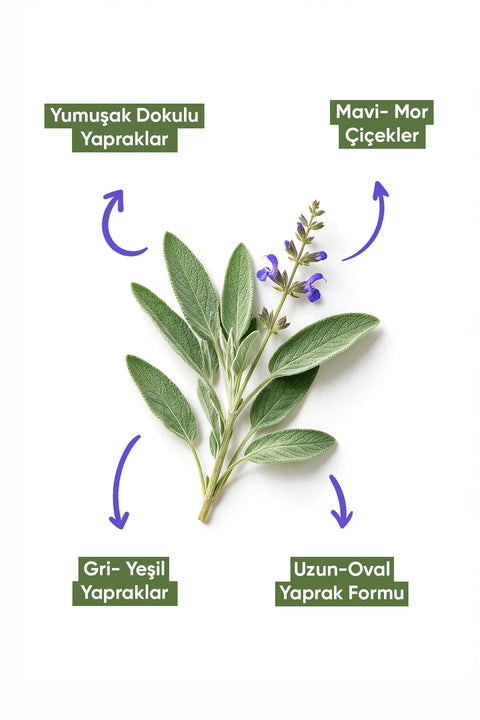 Arifoğlu Ada Çayı 60gr - Arifoğlu Online