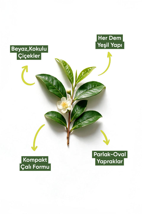Arifoğlu Yeşil Çay 150gr - Arifoğlu Online