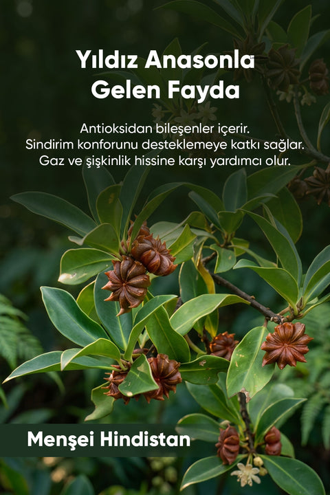 Yıldız Anason 40 gr. - Arifoğlu Online